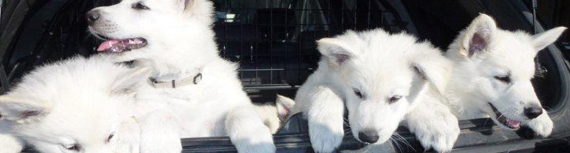 Tiefkühl-BARF für Hunde + Katzen Tiefkühl-BARF für Hunde + Katzen